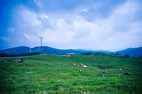 포토 JPG 동물 백그라운드 여러마리 자연 풍경 사람없음 야외 여름 여름풍경 목장 축산업 젖소 언덕 국내포토 계절 산업 다수 소 생태계 파일형식 여름_계절