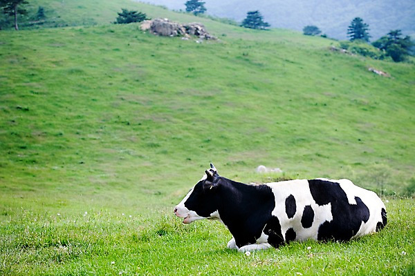 포토 JPG 주간 나무 식물 동물 구름 척추동물 한마리 육지동물 포유류 자연 하늘 앉기 근접촬영 잔디 사람없음 야외 옆모습 가축 목장 풀 소 축산업 방목 젖소 언덕 국내포토 자연요소 1 산업 뷰포인트 모션 생태계 파일형식