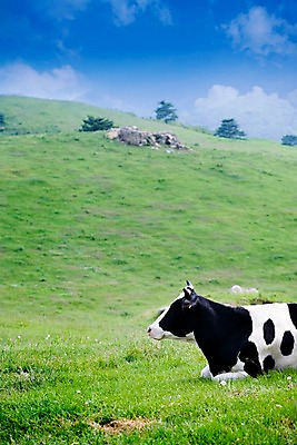 포토 JPG 주간 나무 식물 동물 구름 척추동물 한마리 육지동물 포유류 자연 하늘 앉기 근접촬영 잔디 사람없음 야외 옆모습 가축 목장 풀 소 축산업 방목 젖소 언덕 국내포토 자연요소 1 산업 뷰포인트 모션 생태계 파일형식