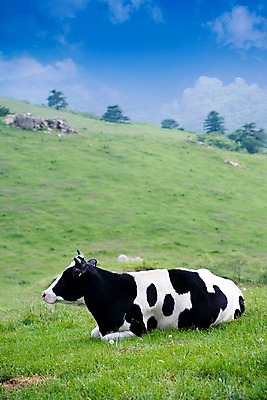 포토 JPG 주간 나무 식물 동물 구름 척추동물 한마리 육지동물 포유류 자연 하늘 앉기 근접촬영 잔디 사람없음 야외 옆모습 가축 목장 풀 소 축산업 방목 젖소 언덕 국내포토 자연요소 1 산업 뷰포인트 모션 생태계 파일형식