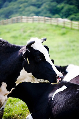포토 JPG 주간 식물 동물 척추동물 육지동물 두마리 포유류 자연 근접촬영 잔디 사람없음 야외 가축 목장 풀 소 축산업 방목 젖소 언덕 국내포토 자연요소 산업 뷰포인트 2 생태계 파일형식