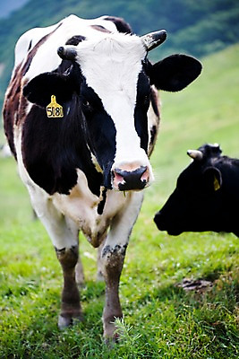 포토 JPG 주간 식물 동물 척추동물 육지동물 두마리 포유류 자연 근접촬영 잔디 사람없음 야외 가축 목장 풀 소 축산업 방목 젖소 언덕 국내포토 자연요소 산업 뷰포인트 2 생태계 파일형식