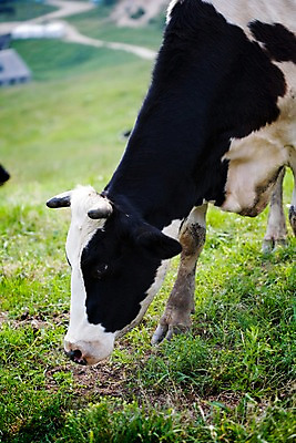 포토 JPG 주간 식물 동물 척추동물 한마리 육지동물 포유류 자연 근접촬영 잔디 사람없음 야외 가축 목장 풀 소 축산업 방목 젖소 언덕 국내포토 자연요소 1 산업 뷰포인트 생태계 파일형식