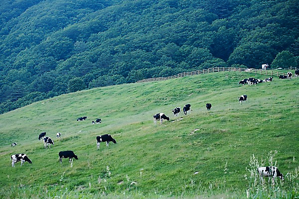 포토 JPG 주간 나무 식물 동물 척추동물 육지동물 배경화면 백그라운드 자연 풍경 잔디 초원 사람없음 야외 울타리 가축 목장 풀 소 축산업 방목 젖소 언덕 국내포토 자연요소 산업 포유류 담장 생태계 파일형식