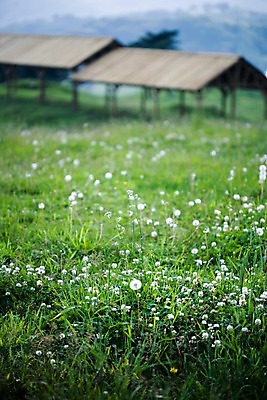 포토 JPG 주간 식물 꽃 배경화면 백그라운드 자연 풍경 초원 사람없음 야외 목장 풀 클로버 토끼풀 축산업 민들레 언덕 국내포토 자연요소 산업 생태계 파일형식