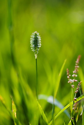 포토 JPG 식물 배경화면 백그라운드 자연 풍경 사람없음 야외 여름 여름풍경 풀 국내포토 계절 생태계 파일형식 여름_계절