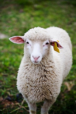 포토 JPG 주간 동물 척추동물 한마리 육지동물 포유류 자연 근접촬영 사람없음 야외 울타리 가축 목장 양 축산업 방목 국내포토 자연요소 1 산업 뷰포인트 담장 생태계 파일형식