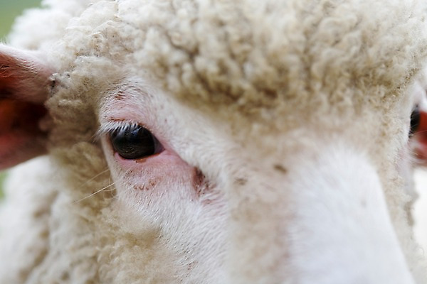 포토 JPG 주간 동물 척추동물 한마리 육지동물 포유류 자연 근접촬영 사람없음 야외 울타리 가축 목장 양 방목 안구 국내포토 자연요소 1 뷰포인트 신체부위 담장 축산업 생태계 파일형식