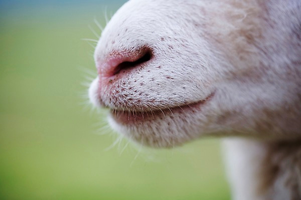 포토 JPG 주간 동물 척추동물 한마리 육지동물 포유류 근접촬영 사람없음 야외 가축 양 입 방목 국내포토 자연요소 1 뷰포인트 신체부위 축산업 파일형식
