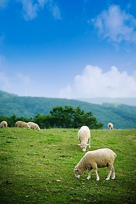 포토 JPG 주간 나무 식물 동물 척추동물 육지동물 배경화면 백그라운드 여러마리 포유류 자연 하늘 산 풍경 잔디 초원 사람없음 야외 가축 목장 양 축산업 방목 언덕 국내포토 자연요소 산업 다수 생태계 파일형식