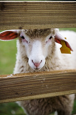 포토 JPG 주간 동물 척추동물 한마리 육지동물 포유류 자연 근접촬영 사람없음 야외 울타리 가축 목장 양 축산업 방목 국내포토 자연요소 1 산업 뷰포인트 담장 생태계 파일형식