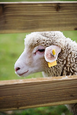 포토 JPG 주간 동물 척추동물 한마리 육지동물 포유류 자연 근접촬영 사람없음 야외 울타리 가축 목장 양 축산업 방목 국내포토 자연요소 1 산업 뷰포인트 담장 생태계 파일형식