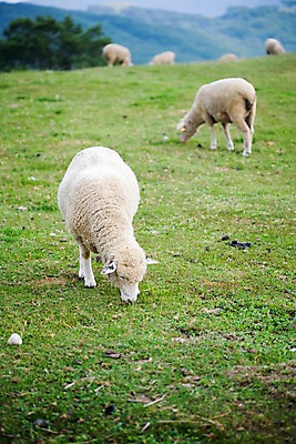 포토 JPG 주간 나무 식물 동물 척추동물 육지동물 여러마리 포유류 자연 산 풍경 잔디 초원 사람없음 야외 가축 목장 양 축산업 방목 언덕 국내포토 자연요소 산업 다수 생태계 파일형식
