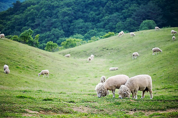 포토 JPG 주간 나무 식물 동물 척추동물 육지동물 배경화면 백그라운드 여러마리 포유류 자연 풍경 잔디 초원 사람없음 야외 가축 목장 양 축산업 방목 언덕 국내포토 자연요소 산업 다수 생태계 파일형식