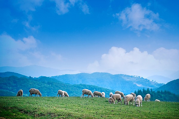 포토 JPG 주간 나무 식물 동물 척추동물 육지동물 배경화면 백그라운드 여러마리 포유류 자연 산 풍경 잔디 초원 사람없음 야외 가축 목장 양 축산업 방목 언덕 국내포토 자연요소 산업 다수 생태계 파일형식