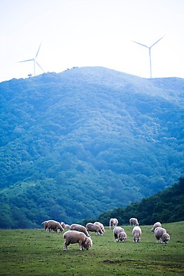 포토 JPG 주간 나무 식물 동물 척추동물 육지동물 배경화면 백그라운드 여러마리 포유류 자연 산 풍경 잔디 초원 사람없음 야외 가축 목장 양 풍력에너지 축산업 방목 언덕 국내포토 자연요소 산업 다수 그린에너지 생태계 파일형식