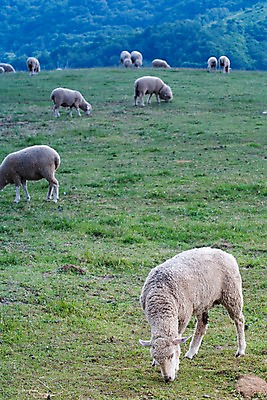 포토 JPG 주간 나무 식물 동물 척추동물 육지동물 백그라운드 여러마리 포유류 자연 풍경 잔디 초원 사람없음 야외 가축 목장 양 축산업 방목 언덕 국내포토 자연요소 산업 다수 생태계 파일형식