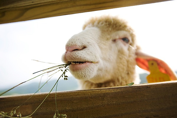 포토 JPG 주간 동물 척추동물 육지동물 로우앵글 포유류 자연 근접촬영 사람없음 야외 울타리 가축 목장 양 풀 축산업 먹이 방목 국내포토 자연요소 식물 산업 뷰포인트 담장 생태계 파일형식