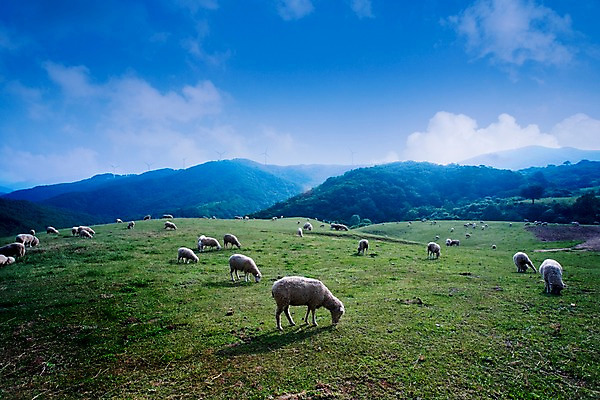 포토 JPG 주간 나무 식물 동물 척추동물 육지동물 배경화면 백그라운드 여러마리 포유류 자연 산 풍경 초원 사람없음 야외 가축 목장 양 축산업 방목 언덕 국내포토 자연요소 산업 다수 생태계 파일형식