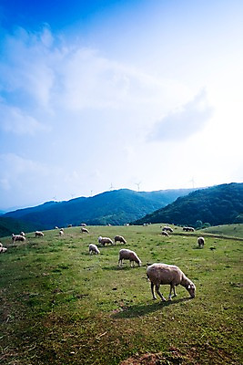 포토 JPG 주간 나무 식물 동물 척추동물 육지동물 백그라운드 여러마리 포유류 자연 산 풍경 초원 사람없음 야외 가축 목장 양 풍력에너지 축산업 방목 언덕 국내포토 자연요소 산업 다수 그린에너지 생태계 파일형식