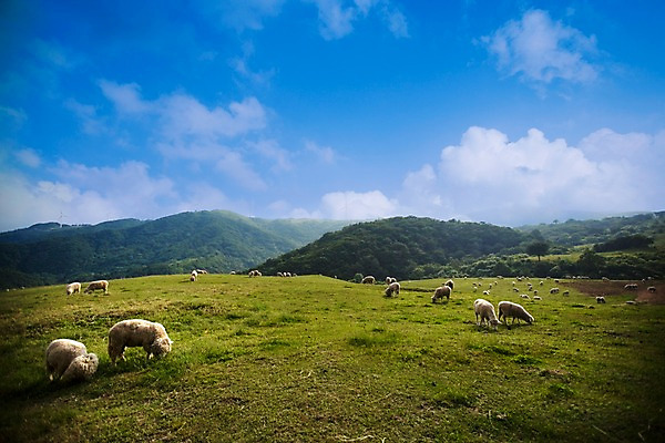 포토 JPG 주간 나무 식물 동물 구름 척추동물 육지동물 백그라운드 여러마리 포유류 자연 하늘 산 풍경 초원 사람없음 야외 가축 목장 양 축산업 방목 언덕 국내포토 자연요소 산업 다수 생태계 파일형식