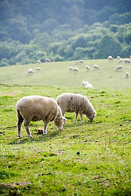 포토 JPG 주간 나무 식물 동물 척추동물 육지동물 배경화면 백그라운드 여러마리 포유류 자연 풍경 초원 사람없음 야외 가축 목장 양 축산업 방목 언덕 국내포토 자연요소 산업 다수 생태계 파일형식