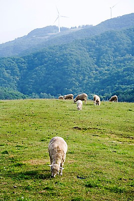 포토 JPG 주간 나무 식물 동물 척추동물 육지동물 배경화면 백그라운드 여러마리 포유류 자연 산 풍경 초원 사람없음 야외 가축 목장 양 풍력에너지 축산업 방목 언덕 국내포토 자연요소 산업 다수 그린에너지 생태계 파일형식