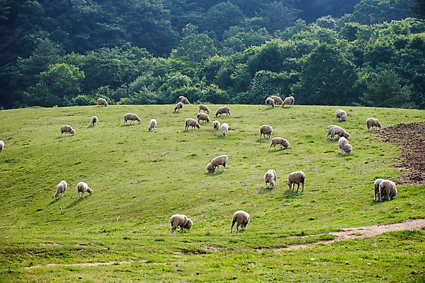 포토 JPG 주간 나무 식물 동물 척추동물 육지동물 배경화면 백그라운드 여러마리 포유류 자연 산 풍경 초원 사람없음 야외 가축 목장 양 축산업 방목 언덕 국내포토 자연요소 산업 다수 생태계 파일형식