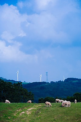 포토 JPG 주간 나무 식물 동물 척추동물 육지동물 백그라운드 여러마리 포유류 자연 산 풍경 초원 사람없음 야외 가축 목장 에너지 양 풍력에너지 축산업 방목 언덕 송전탑 국내포토 자연요소 산업 다수 탑 그린에너지 생태계 파일형식