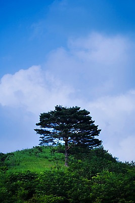 포토 JPG 주간 나무 식물 구름 로우앵글 백그라운드 자연 하늘 풍경 초원 사람없음 야외 풀 언덕 국내포토 자연요소 뷰포인트 생태계 파일형식