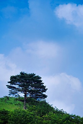 포토 JPG 주간 나무 식물 구름 로우앵글 백그라운드 자연 하늘 풍경 초원 사람없음 야외 풀 언덕 국내포토 자연요소 뷰포인트 생태계 파일형식