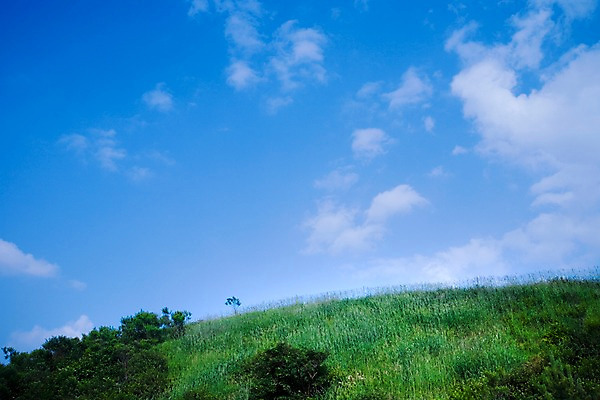 포토 JPG 주간 나무 식물 구름 로우앵글 배경화면 백그라운드 자연 하늘 풍경 잔디 초원 사람없음 야외 풀 언덕 국내포토 자연요소 뷰포인트 생태계 파일형식