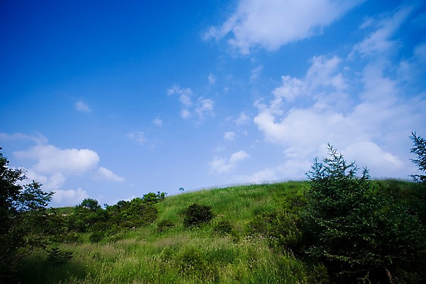 포토 JPG 주간 나무 식물 구름 로우앵글 백그라운드 자연 하늘 풍경 잔디 초원 사람없음 야외 풀 언덕 국내포토 자연요소 뷰포인트 생태계 파일형식
