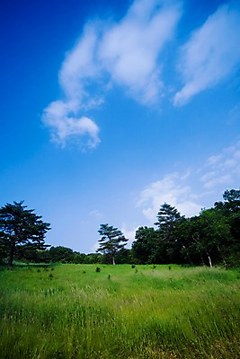 포토 JPG 주간 나무 식물 구름 로우앵글 백그라운드 자연 하늘 풍경 잔디 초원 사람없음 야외 풀 언덕 국내포토 자연요소 뷰포인트 생태계 파일형식