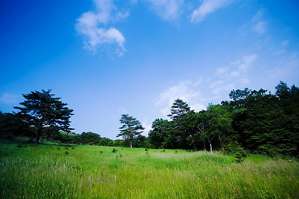 포토 JPG 주간 나무 식물 구름 로우앵글 배경화면 백그라운드 자연 하늘 풍경 잔디 초원 사람없음 야외 풀 언덕 국내포토 자연요소 뷰포인트 생태계 파일형식