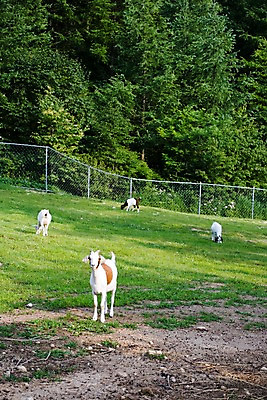 포토 JPG 주간 나무 식물 동물 육지동물 여러마리 포유류 자연 염소 사람없음 야외 울타리 가축 목장 소나무 축산업 방목 언덕 철조망 국내포토 자연요소 산업 다수 담장 생태계 파일형식