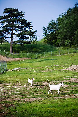 포토 JPG 주간 나무 식물 동물 육지동물 두마리 포유류 자연 염소 사람없음 야외 울타리 가축 목장 소나무 축산업 방목 언덕 철조망 국내포토 자연요소 산업 2 담장 생태계 파일형식