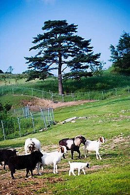 포토 JPG 주간 나무 식물 동물 육지동물 여러마리 포유류 자연 염소 사람없음 야외 울타리 가축 목장 소나무 축산업 방목 언덕 철조망 국내포토 자연요소 산업 다수 담장 생태계 파일형식