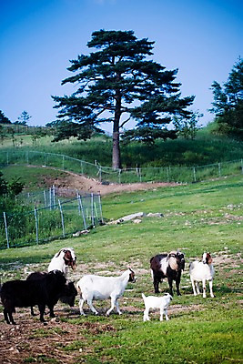 포토 JPG 주간 나무 식물 동물 육지동물 여러마리 포유류 자연 염소 사람없음 야외 울타리 가축 목장 소나무 축산업 방목 언덕 철조망 국내포토 자연요소 산업 다수 담장 생태계 파일형식