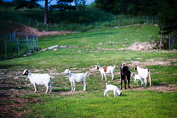 포토 JPG 주간 나무 식물 동물 육지동물 여러마리 포유류 자연 염소 사람없음 야외 울타리 가축 목장 소나무 축산업 방목 언덕 철조망 국내포토 자연요소 산업 다수 담장 생태계 파일형식