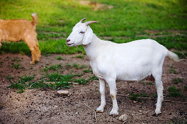 포토 JPG 주간 동물 한마리 육지동물 포유류 자연 염소 사람없음 야외 가축 목장 축산업 방목 국내포토 자연요소 1 산업 생태계 파일형식