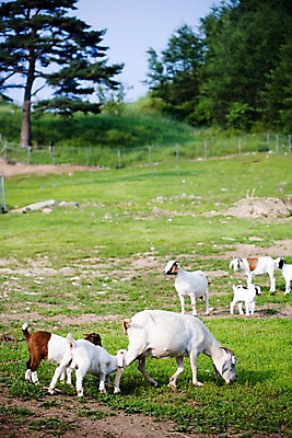 포토 JPG 주간 나무 식물 동물 육지동물 여러마리 포유류 자연 염소 사람없음 야외 울타리 가축 목장 소나무 축산업 방목 언덕 철조망 국내포토 자연요소 산업 다수 담장 생태계 파일형식