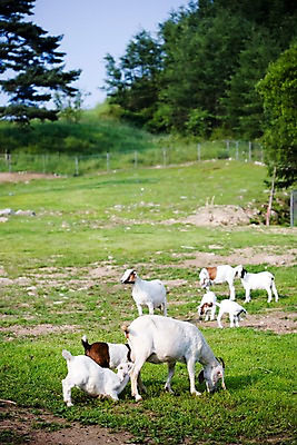포토 JPG 주간 나무 식물 동물 육지동물 여러마리 포유류 자연 염소 사람없음 야외 울타리 가축 목장 소나무 축산업 방목 언덕 철조망 국내포토 자연요소 산업 다수 담장 생태계 파일형식