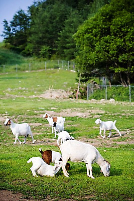 포토 JPG 주간 나무 식물 동물 육지동물 여러마리 포유류 자연 염소 사람없음 야외 울타리 가축 목장 소나무 축산업 방목 언덕 철조망 국내포토 자연요소 산업 다수 담장 생태계 파일형식