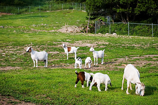 포토 JPG 주간 나무 식물 동물 육지동물 여러마리 포유류 자연 염소 사람없음 야외 울타리 가축 목장 소나무 축산업 방목 언덕 철조망 국내포토 자연요소 산업 다수 담장 생태계 파일형식