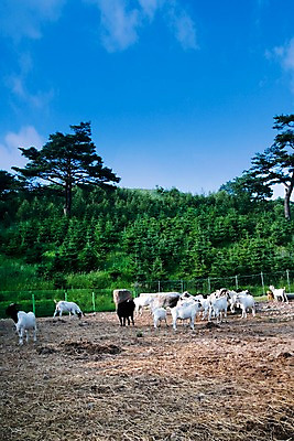 포토 JPG 주간 나무 식물 동물 여러마리 자연 사람없음 야외 울타리 목장 소나무 양 축산업 방목 언덕 철조망 산양 국내포토 자연요소 산업 다수 포유류 담장 생태계 멸종위기동물 파일형식