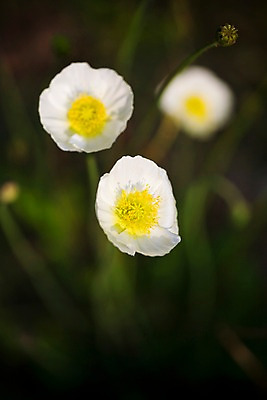 포토 JPG 주간 식물 꽃 여러송이 자연 근접촬영 사람없음 야외 들꽃 흰색 양귀비 두메양귀비 국내포토 자연요소 뷰포인트 컬러 다수 생태계 파일형식