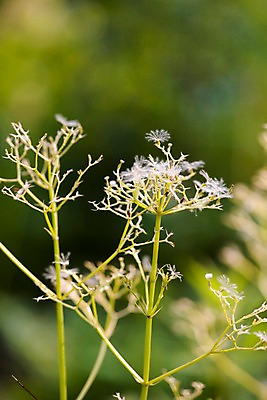 포토 JPG 주간 식물 자연 근접촬영 사람없음 야외 풀 국내포토 자연요소 뷰포인트 생태계 파일형식