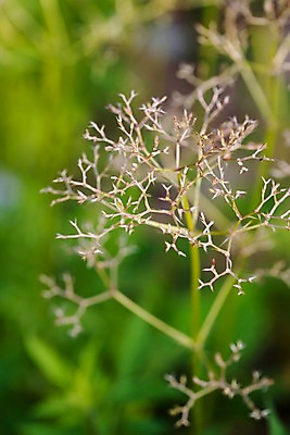 포토 JPG 주간 식물 자연 근접촬영 사람없음 야외 풀 국내포토 자연요소 뷰포인트 생태계 파일형식