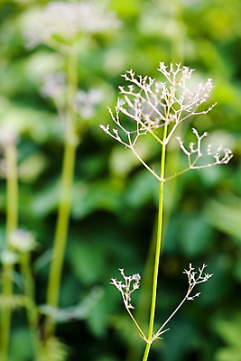 포토 JPG 주간 식물 자연 근접촬영 사람없음 야외 풀 국내포토 자연요소 뷰포인트 생태계 파일형식